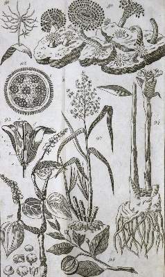 Bild Nr.1: 133-1279 Stein,C.G.D.: (Zoologie)