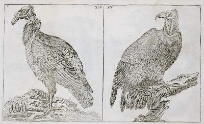 Bild Nr.1: 133-1282 Wilhelm,G.T.: (Zoologie, Vögel)