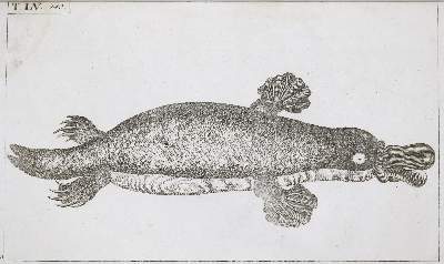 Bild Nr.1: 133-1283 Wilhelm,G.T.: (Zoologie)