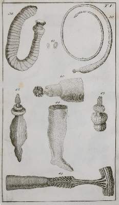Bild Nr.1: 133-1285 Wilhelm,G.T.: (Zoologie, Würmer)
