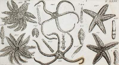 Bild Nr.3: 133-1285 Wilhelm,G.T.: (Zoologie, Würmer)