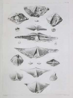 Bild Nr.1: 133-1331 Mauke,J.G.: (Verschiedene Gebiete - Varia)