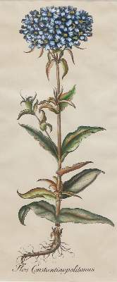 Bild Nr.2: 133-2081 Glockenblumen u. Astern,: (Varia, Botanik)