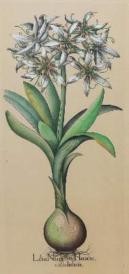 Bild Nr.5: 133-2081 Glockenblumen u. Astern,: (Varia, Botanik)