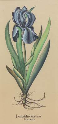 Bild Nr.7: 133-2081 Glockenblumen u. Astern,: (Varia, Botanik)
