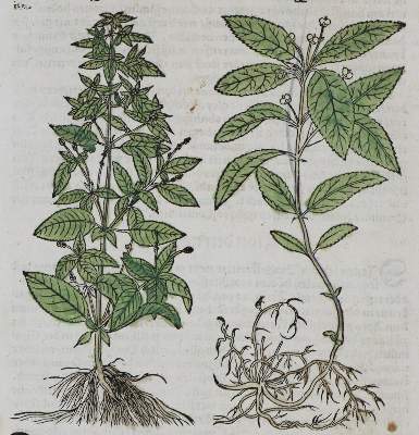 Bild Nr.2: 133-2083 Sammlung: (Varia, Botanik, Kräuterbücher)