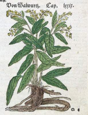 Bild Nr.3: 133-2083 Sammlung: (Varia, Botanik, Kräuterbücher)