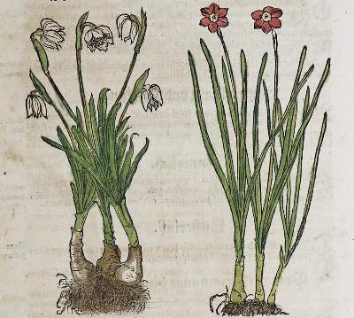 Bild Nr.4: 133-2083 Sammlung: (Varia, Botanik, Kräuterbücher)