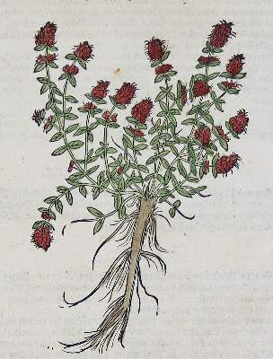 Bild Nr.5: 133-2083 Sammlung: (Varia, Botanik, Kräuterbücher)