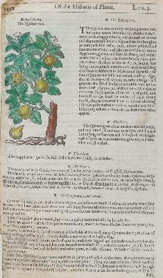 Bild Nr.1: 133-2086 Quitte u. Zypresse.: (Varia, Botanik)