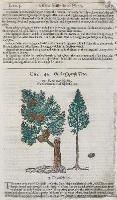 Bild Nr.2: 133-2086 Quitte u. Zypresse.: (Varia, Botanik)