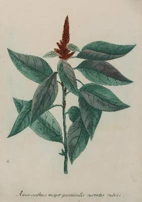 Bild Nr.1: 133-2088 Sammlung: (Varia, Botanik)