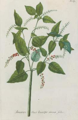 Bild Nr.6: 133-2088 Sammlung: (Varia, Botanik)