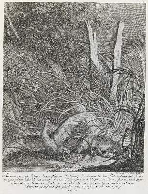 Bild Nr.1: 133-2105 Ridinger,E.J.: (Varia, Jagd, Füchse)