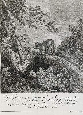 Bild Nr.1: 133-2108 Ridinger,E.J.: (Varia, Jagd, Füchse)