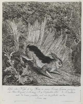 Bild Nr.1: 133-2112 Ridinger,E.J.: (Varia, Jagd, Hasen)