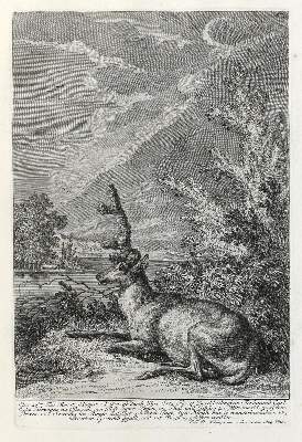 Bild Nr.1: 133-2114 Ridinger,E.J.: (Varia, Jagd, Hirsche)