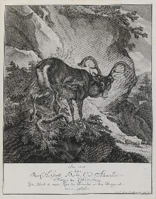 Bild Nr.1: 133-2121 Ridinger,E.J.: (Varia, Jagd, Hirsche)