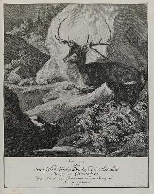 Bild Nr.1: 133-2123 Ridinger,E.J.: (Varia, Jagd, Hirsche)