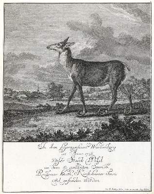 Bild Nr.1: 133-2126 Ridinger,E.J.: (Varia, Jagd, Hirsche)