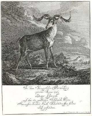 Bild Nr.1: 133-2127 Ridinger,E.J.: (Varia, Jagd, Hirsche)
