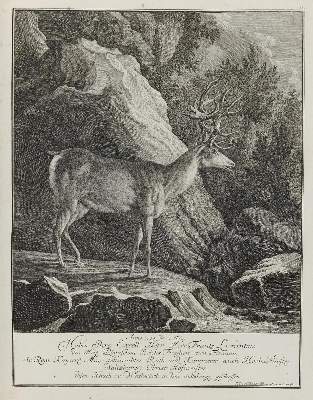 Bild Nr.1: 133-2128 Ridinger,E.J.: (Varia, Jagd, Hirsche)