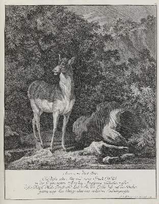 Bild Nr.1: 133-2129 Ridinger,E.J.: (Varia, Jagd, Hirsche)