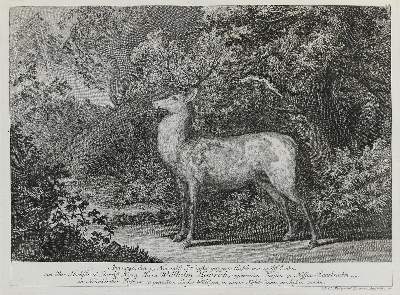 Bild Nr.1: 133-2130 Ridinger,E.J.: (Varia, Jagd, Hirsche)