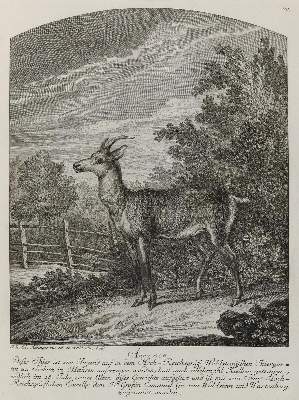 Bild Nr.1: 133-2132 Ridinger,E.J.: (Varia, Jagd, Hirsche)