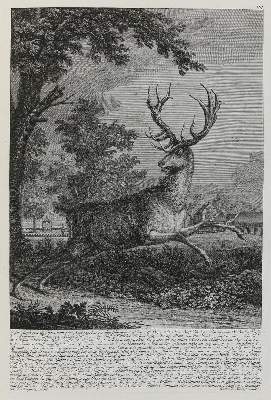 Bild Nr.1: 133-2137 Ridinger,E.J.: (Varia, Jagd, Hirsche)