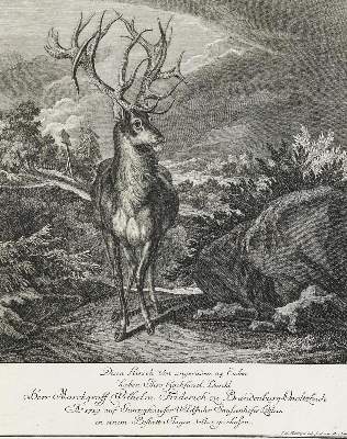 Bild Nr.1: 133-2139 Ridinger,E.J.: (Varia, Jagd, Hirsche)