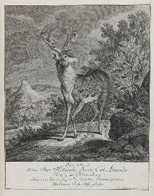 Bild Nr.1: 133-2141 Ridinger,E.J.: (Varia, Jagd, Hirsche)