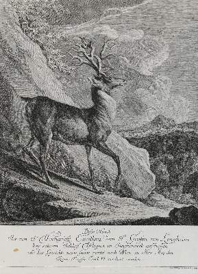 Bild Nr.1: 133-2144 Ridinger,E.J.: (Varia, Jagd, Hirsche)