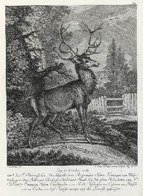 Bild Nr.1: 133-2153 Ridinger,E.J.: (Varia, Jagd, Hirsche)