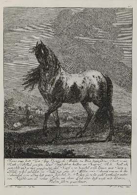 Bild Nr.1: 133-2163 Ridinger,E.J.: (Varia, Jagd, Pferde)