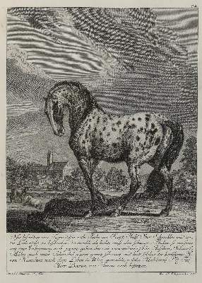 Bild Nr.1: 133-2164 Ridinger,E.J.: (Varia, Jagd, Pferde)