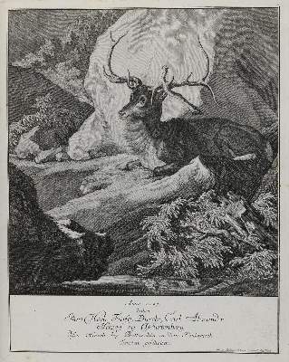 Bild Nr.1: 133-2168 Ridinger,E.J.: (Varia, Jagd, Wildschweine)