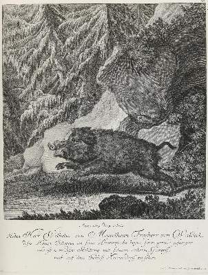 Bild Nr.1: 133-2172 Ridinger,E.J.: (Varia, Jagd, Wildschwein)