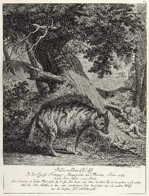 Bild Nr.1: 133-2173 Ridinger,E.J.: (Varia, Jagd, Wölfe)