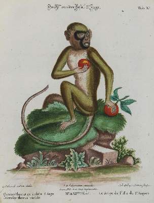 Bild Nr.1: 133-2253 Affe.: (Varia, Zoologie)