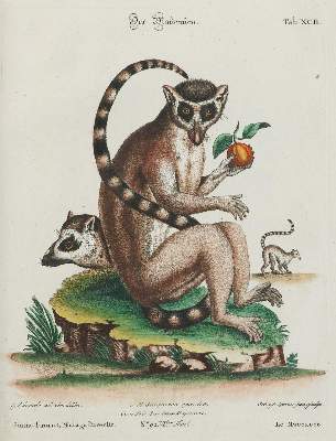 Bild Nr.1: 133-2254 Affe.: (Varia, Zoologie)