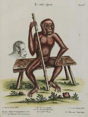 Bild Nr.1: 133-2257 Affe.: (Varia, Zoologie)