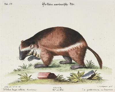 Bild Nr.1: 133-2258 Bär.: (Varia, Zoologie)