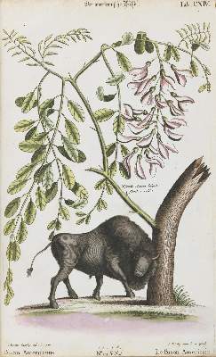 Bild Nr.1: 133-2259 Büffel.: (Varia, Zoologie)