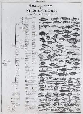Bild Nr.1: 133-2260 Comte,J.A.: (Varia, Zoologie)