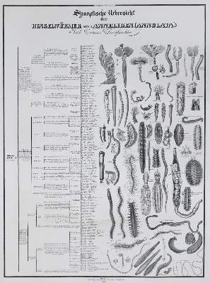 Bild Nr.2: 133-2260 Comte,J.A.: (Varia, Zoologie)