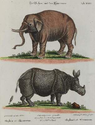 Bild Nr.1: 133-2263 Elefant.: (Varia, Zoologie)