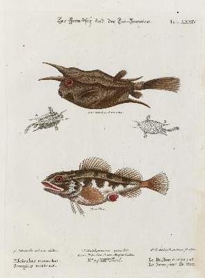 Bild Nr.1: 133-2265 Fisch.: (Varia, Zoologie)