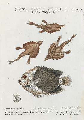 Bild Nr.1: 133-2269 Fisch.: (Varia, Zoologie)