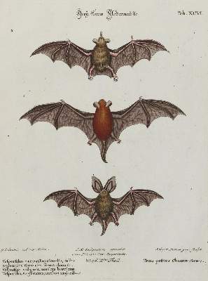 Bild Nr.1: 133-2273 Fledermaus.: (Varia, Zoologie)